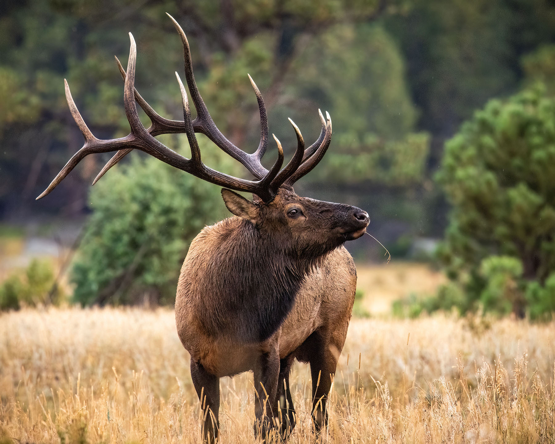 Elk looking around at Soap Mesa Outfitters
